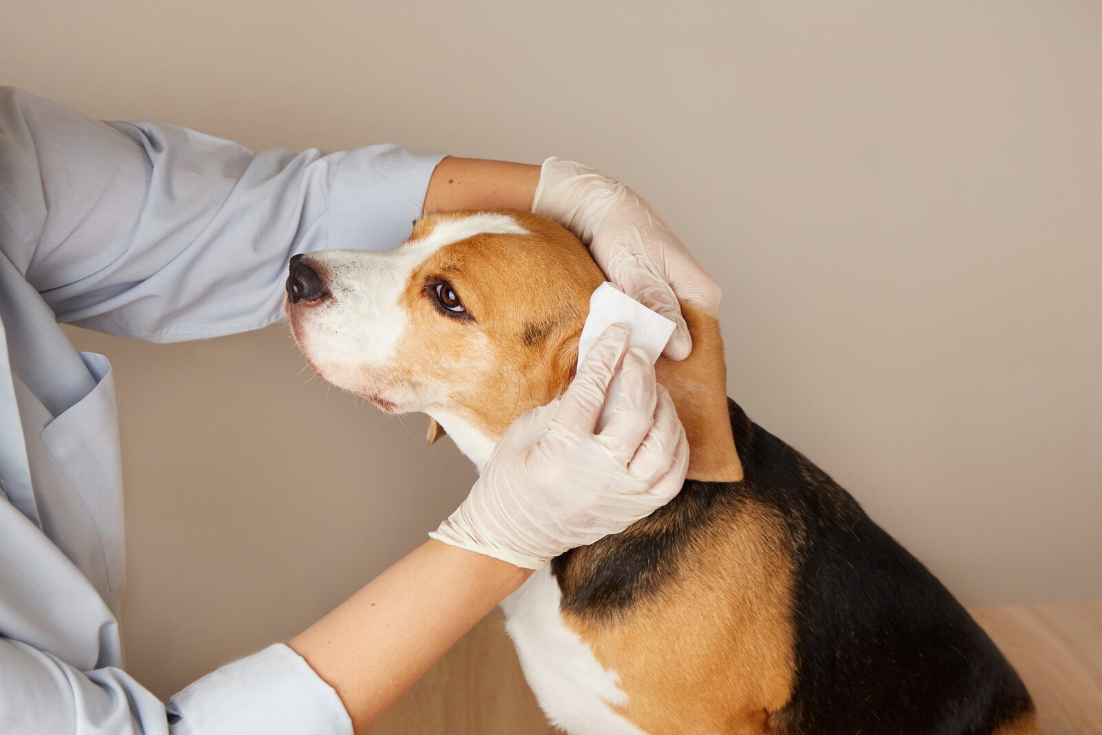 Ears being gently cleaned during a groom