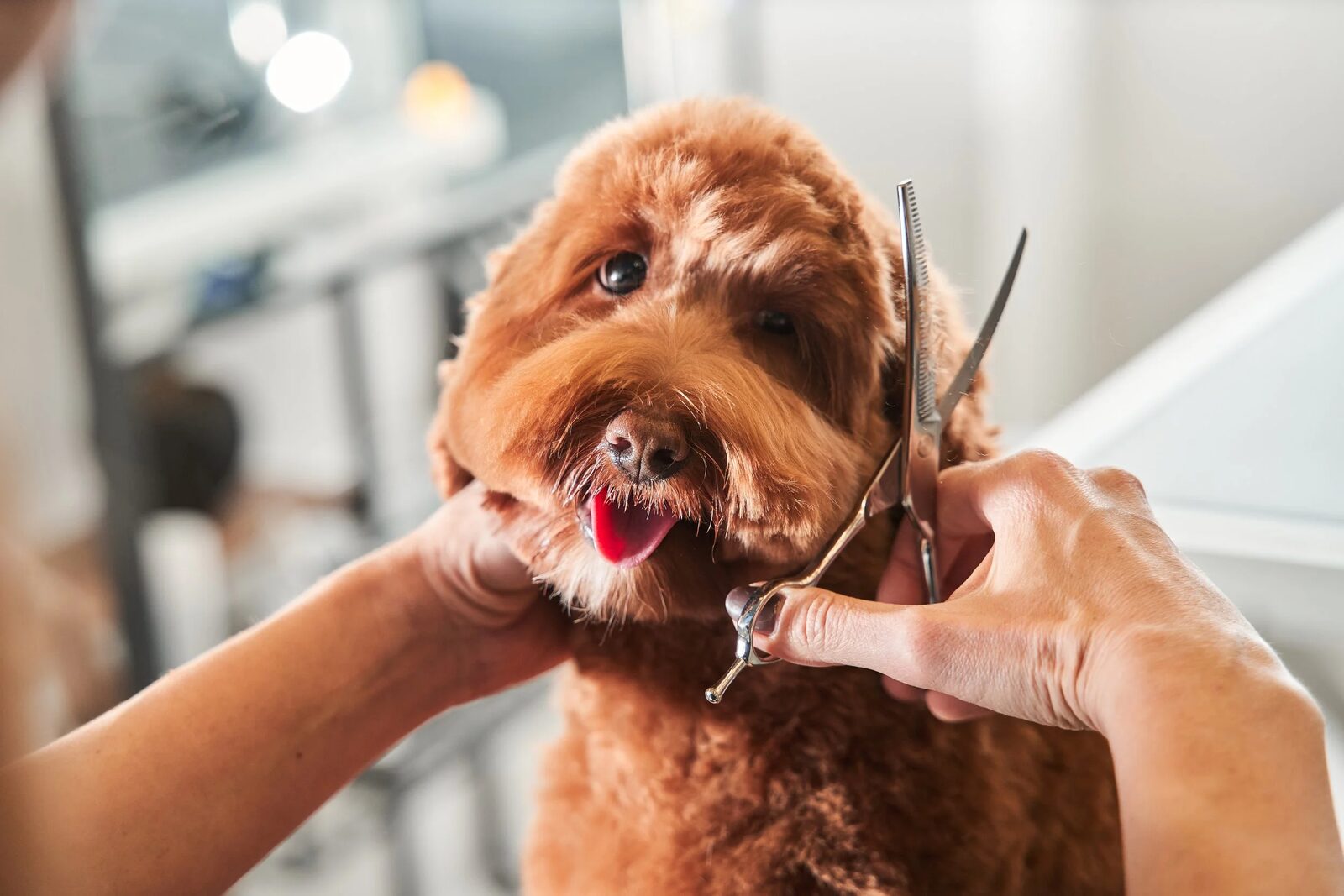A dog getting a careful trim during a full groom